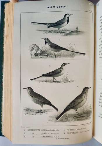 BOUTEILLE (Hippolyte) & CASSIEN (Victor). Ornithologie du Da...