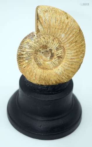 A Ammonite specimen mounted to a plinth. 13cm.