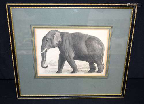 A framed antique engraving of an Elephant 17 x 22cm.