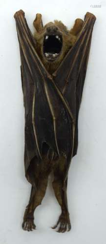 A rare taxidermy bat 12cm.