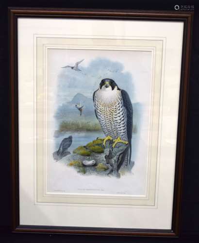 A large framed antique lithographic print of a Peregrine Fal...