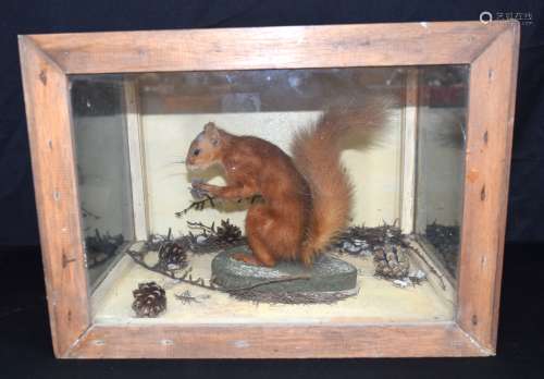 A cased taxidermy of a red squirrel 29 x 41 x 31cm.