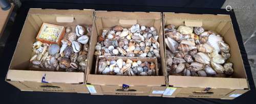 A huge collection of various shells (Qty)