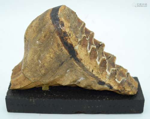 A Mammoth tooth on a stand 17 x 21cm.