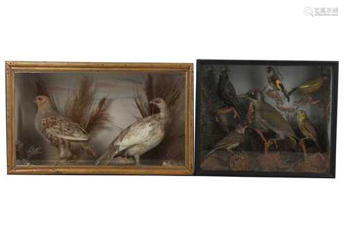 TWO TAXIDERMY CASES OF BIRDS, LATE 19TH TO EARLY 20TH CENTUR...