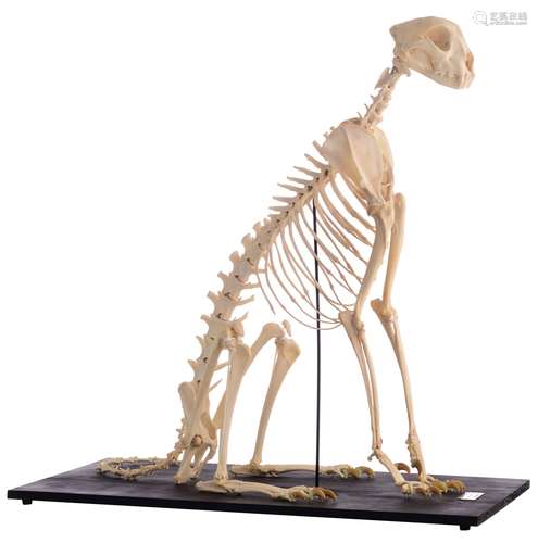 The skeleton of a cheetah (Acinonyx jubatus), H 91 cm