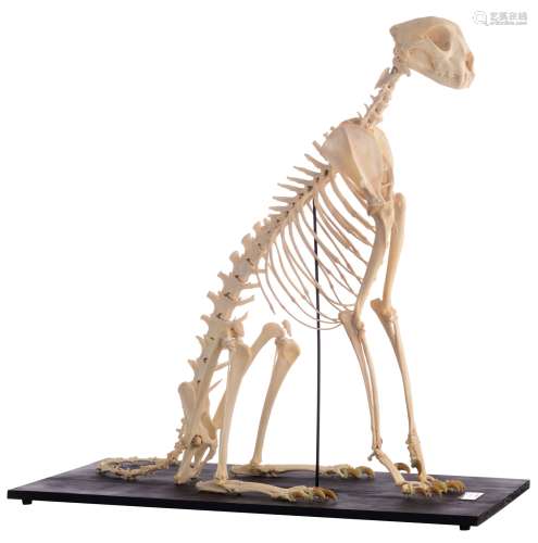 The skeleton of a cheetah (Acinonyx jubatus), H 91 cm