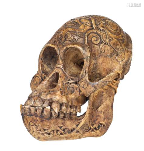 An engraved Dayak chimpanzee trophy skull, measure when lyin...