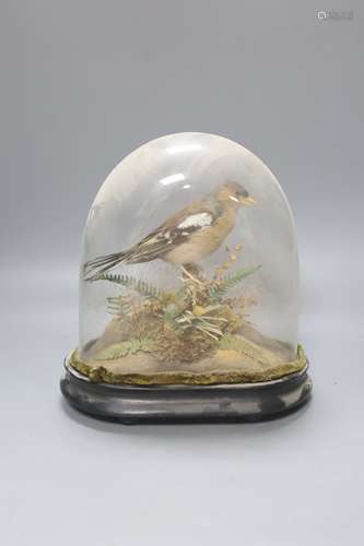 A taxidermic chaffinch, under dome, overall height 22cm