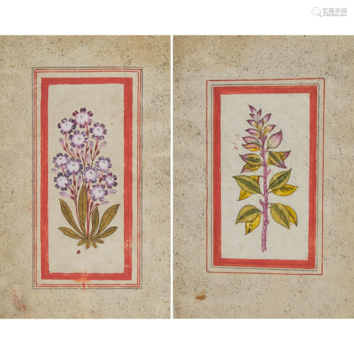Mughal School, A Double-Sided Botanical Study, 18th
