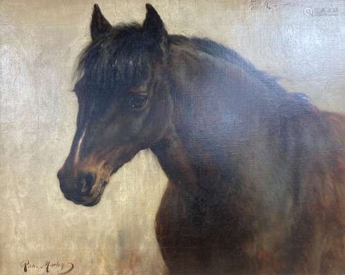 Rob Morley (1857-1941), oil on canvas, portrait of a foal, i...