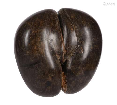 A coco de mer nut, Lodoicea maldivica,