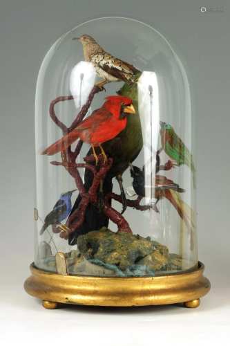 A 19TH CENTURY TAXIDERMY SET OF EXOTIC BIRDS mounted on