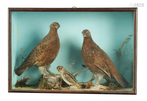 A 19TH CASED TAXIDERMY SPECIMEN OF TWO RED GROUSE A…