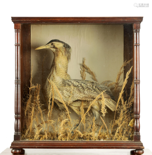 A 19TH CENTURY TAXIDERMY SPECIMEN OF A BITTERN mounted