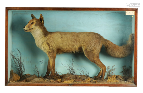 A RARE 19TH CENTURY TAXIDERMY SPECIMEN OF A MOUNT…