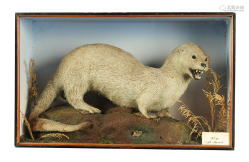 A 19TH CENTURY TAXIDERMY SPECIMEN OF AN OTTER The