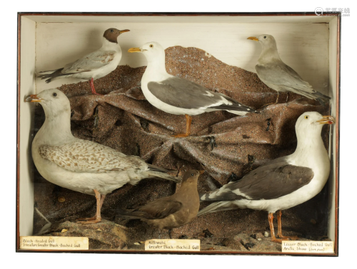 A 19TH CENTURY TAXIDERMY SPECIMEN CASED SET OF
