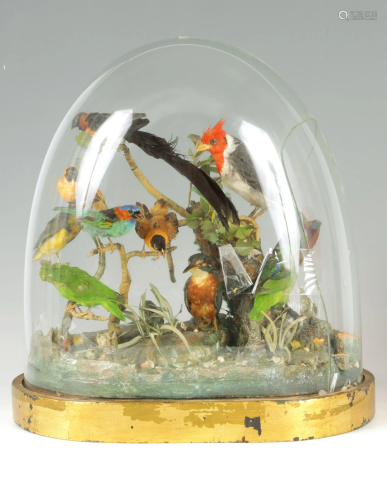 A MID 19TH CENTURY CASED TAXIDERMY OF EXOTIC BIRDS