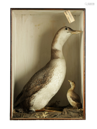 A 19TH CENTURY TAXIDERMY SPECIMEN OF A GREAT NORTHERN
