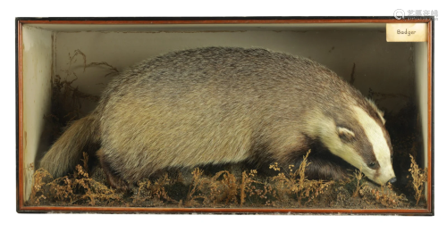 A 19TH CENTURY TAXIDERMY SPECIMEN OF A BADGER The