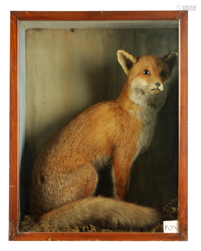 A 19TH CENTURY TAXIDERMY SPECIMEN OF A FOX The Scottish