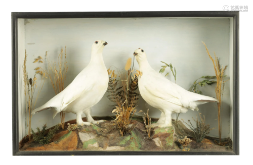 A 19TH CENTURY TAXIDERMY SPECIMEN OF TWO PTARMIGAN IN