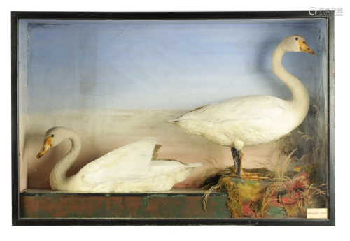 A RARE 19TH CENTURY TAXIDERMY SPECIMEN OF A PAIR OF