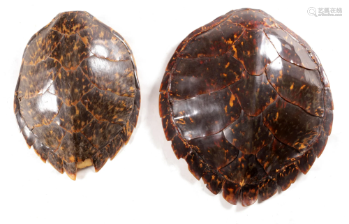 TWO EARLY 20TH CENTURY TORTOISESHELLS the larger