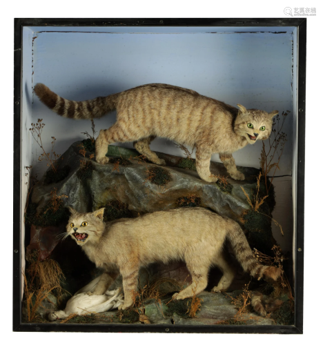 A 19TH CENTURY TAXIDERMY SPECIMEN OF A PAIR OF SCOTTISH