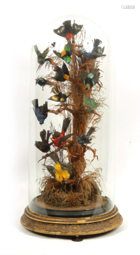 A LARGE 19TH CENTURY CASED TAXIDERMY SET OF EXOTIC