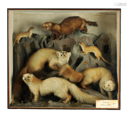 A 19TH CENTURY TAXIDERMY SPECIMEN OF 3 PINE MARTENS