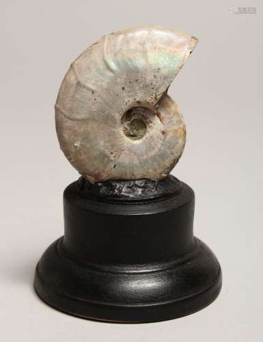 A FOSSILIZED PEARLY AMMONITE on a stand 2.75ins high.