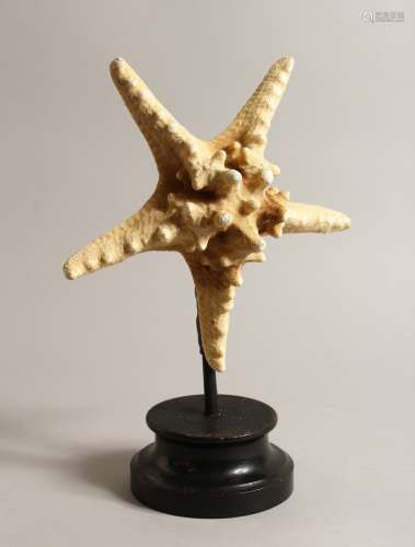 A LARGE STAR FISH SPECIMEN 9ins across on a wooden base