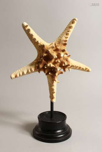 A LARGE STAR FISH SPECIMEN 9.5ins across on a wooden base.