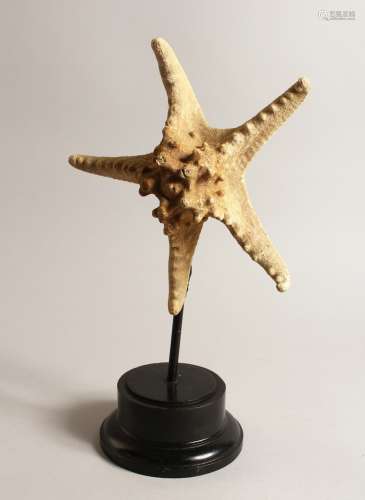 A LARGE STAR FISH SPECIMAN 9.5ins across on a wooden base