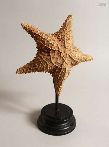 A LARGE STAR FISH SPECIMEN 9ins across on a wooden base