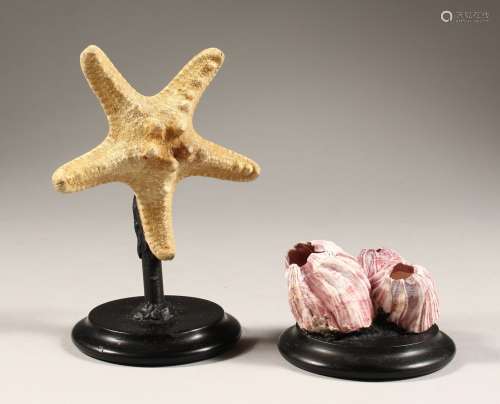 A STARFISH AND BARNACLE CLUSTER on wooden bases. (2)