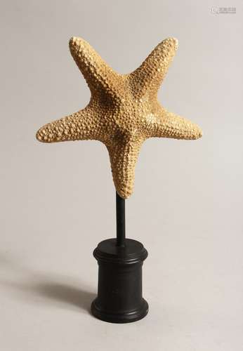 A LARGE STAR FISH SPECIMEN 7ins across on a wooden base.