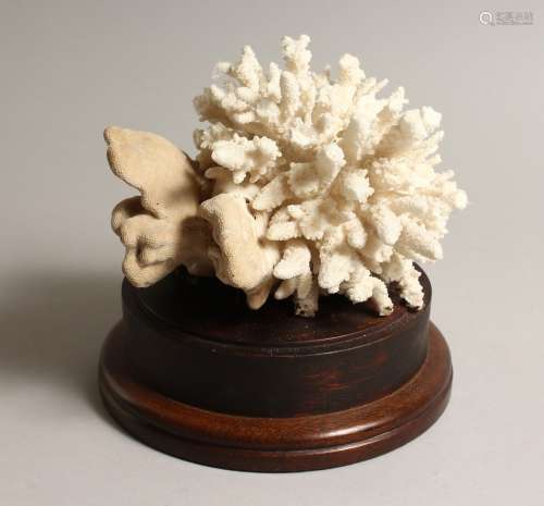 A LARGE WHITE CORAL SPECIMEN, 7ins across, on a wooden base