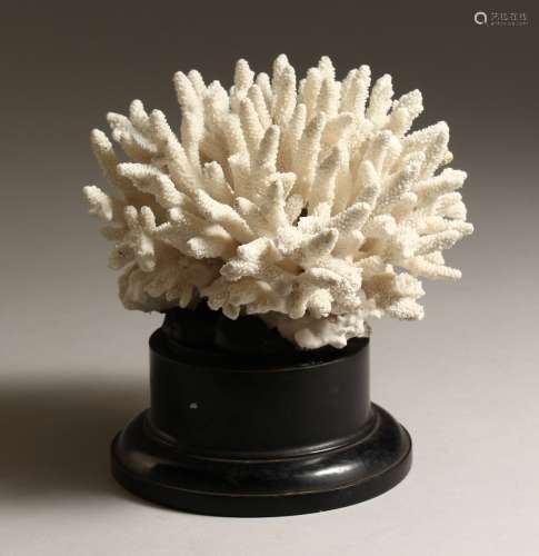 A LARGE WHITE CORAL SPECIMEN, 6ins across, on a wooden base