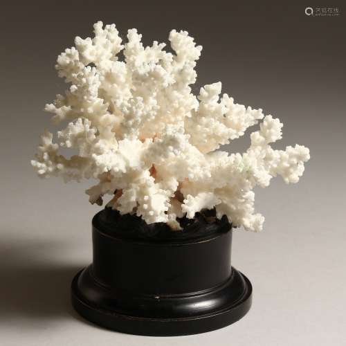 A LARGE WHITE CORAL SPECIAMEN, 6ins across, on a wooden base