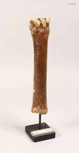 A 60,000 YEAR OLD HORSE'S BONE dredged from the North sea. 1...