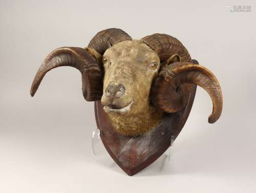 A VICTORIAN MOUNTED RAM'S HEAD with a pair of scrolling horn...