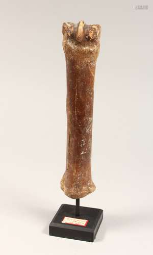 A FOSSILIZED HORSE BONE 10ins long