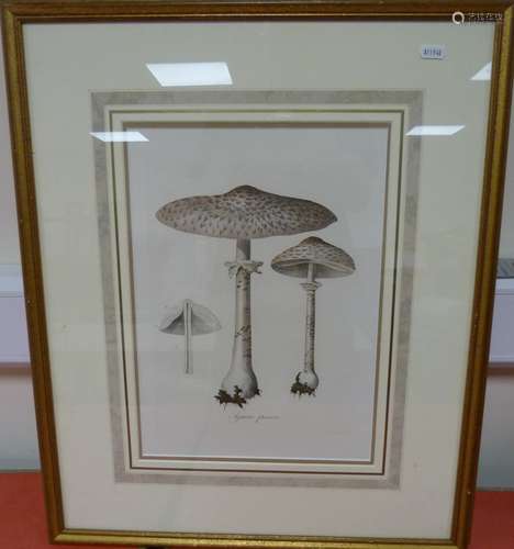 CURTIS WILLIAM. Toadstools & Fungi. 4 hand col. eng. plates ...