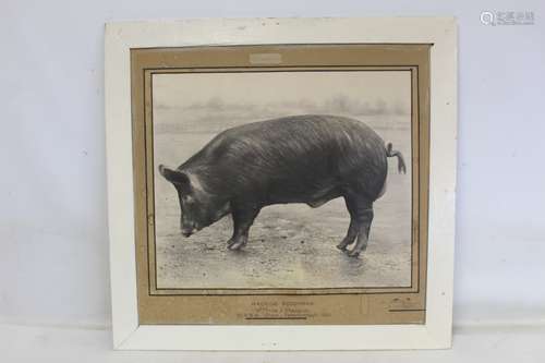 1930's black and white photograph of a prize winning pig 