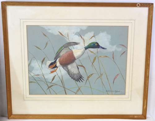 RALSTON GUDGEON (SCOTTISH 1910-1984). Shoveller Drake. Water...