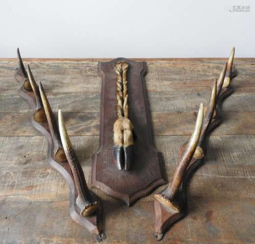 A WOODEN MOUNTED HUNTER'S DEER FOOT TROPHY AND A PAIR OF HOR...