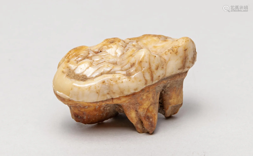 Massive Cave Bear Type Tooth